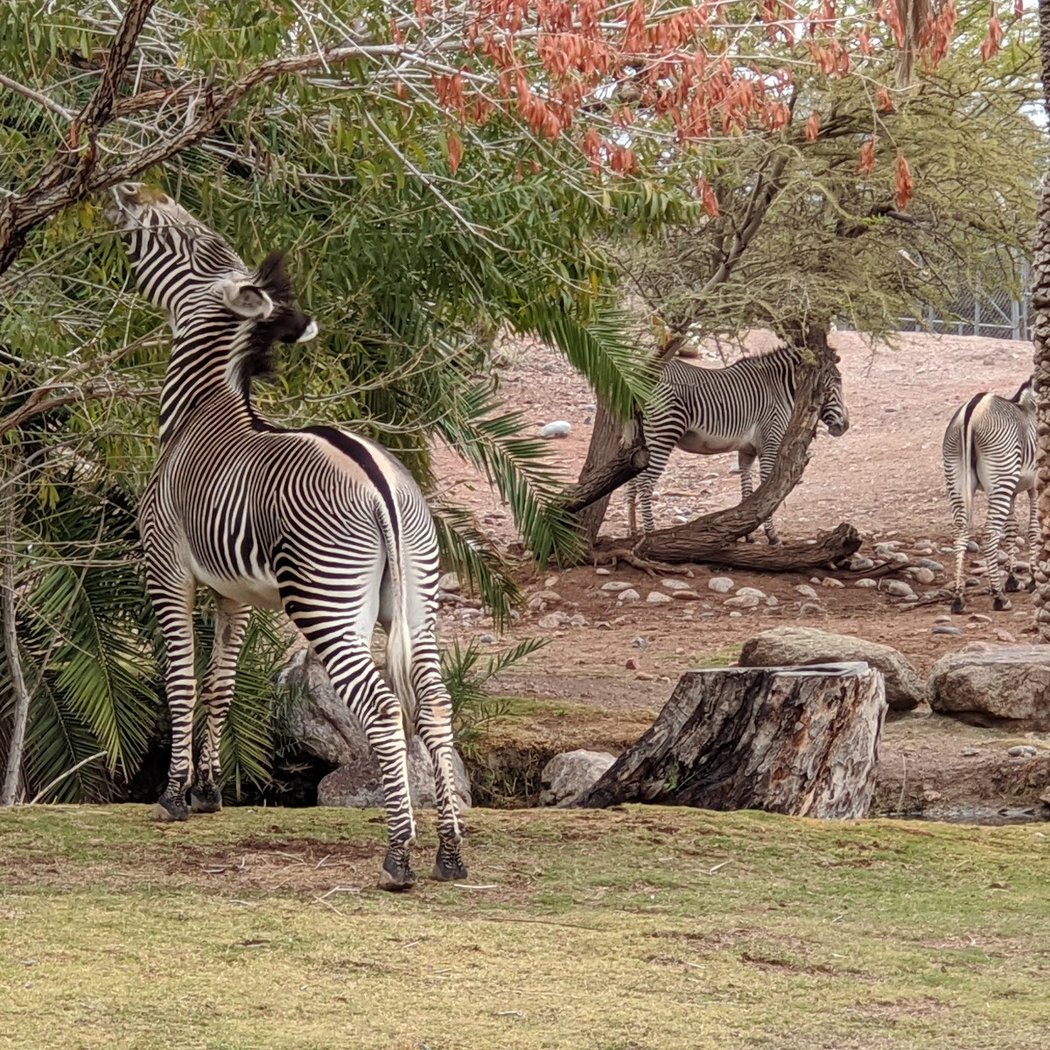 Spookie Stripes Safari 3