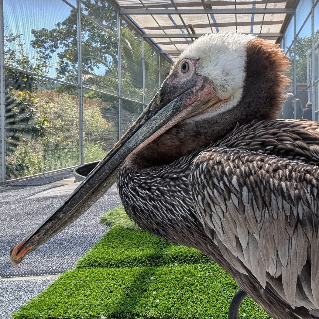 Drop-in: WildCare’s Ambassador Zone 3