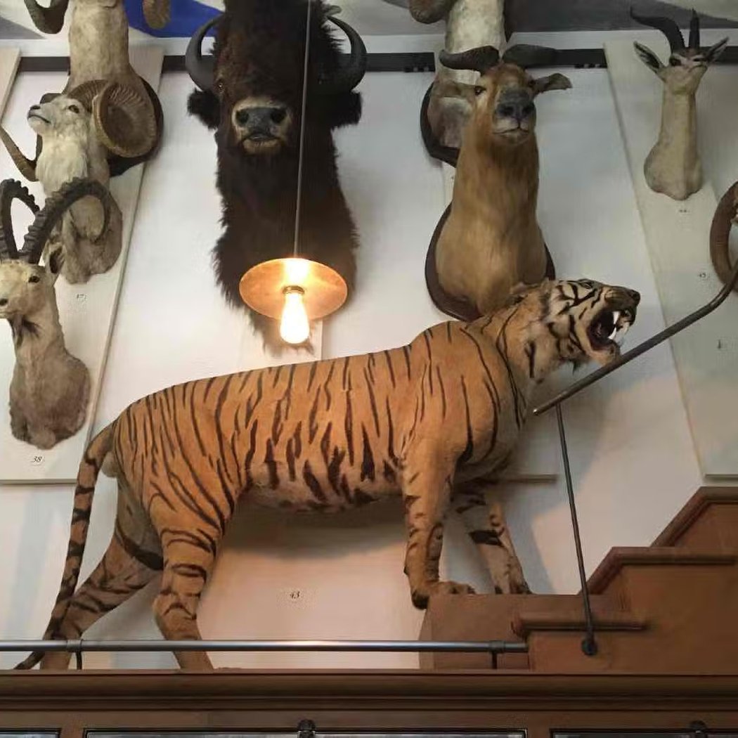 Musée de la Chasse et de la Nature 1