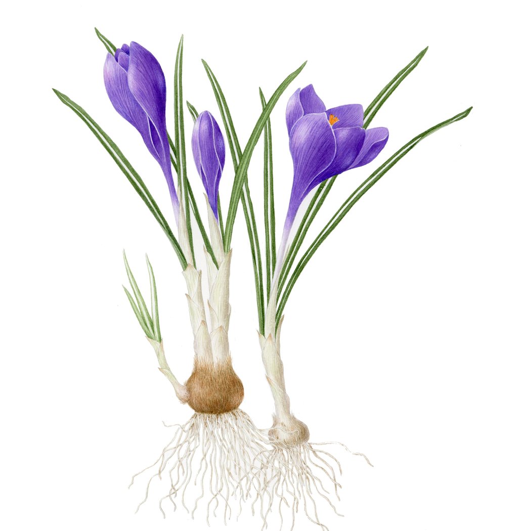Botanical Illustration: Spring Bulbs 1