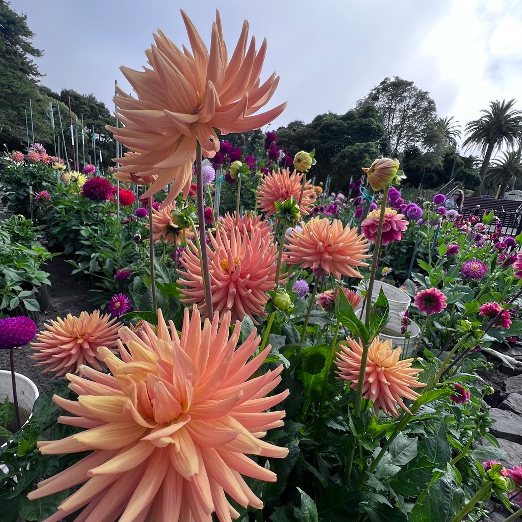 Dahlia Garden 3