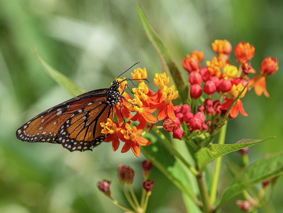 Living Desert Garden Walk: Tribute Garden