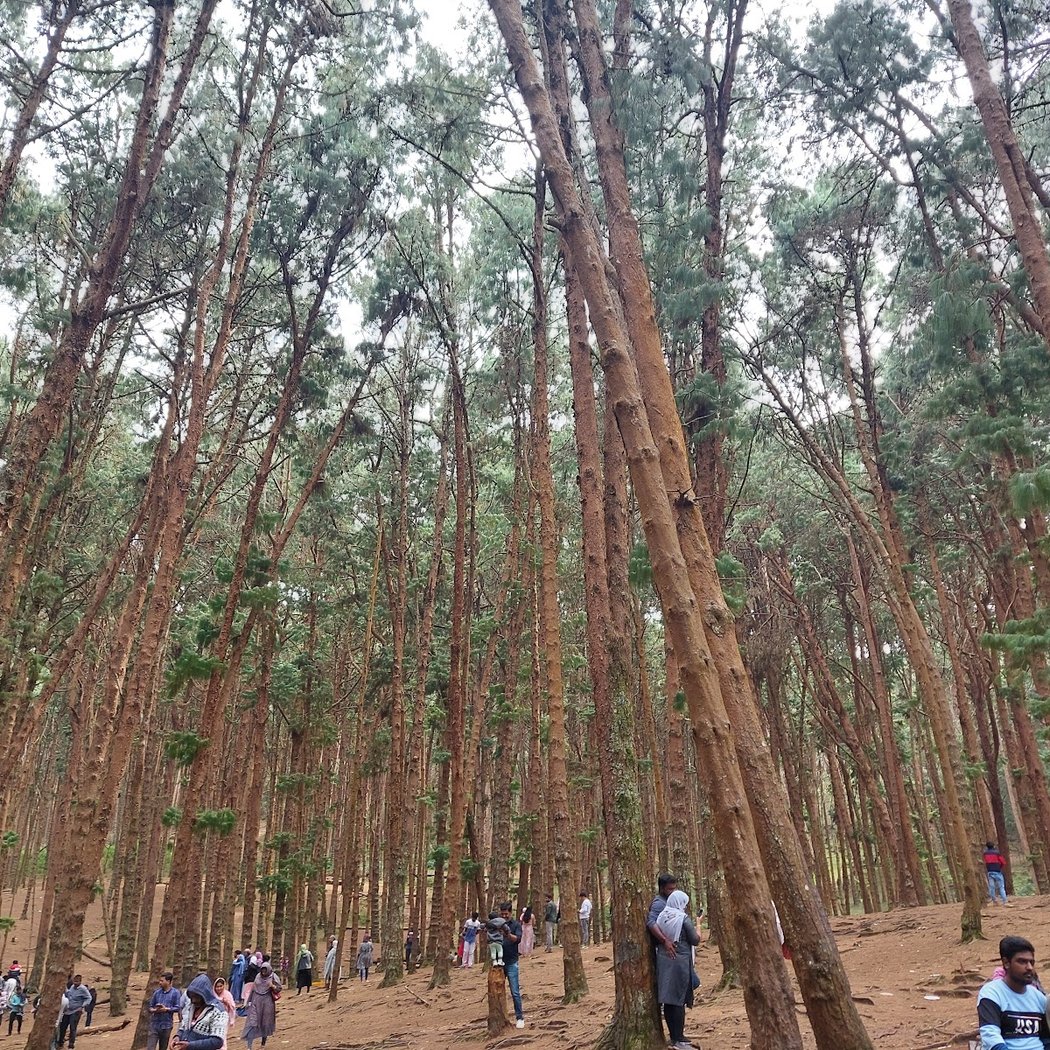 Pine Forest 1