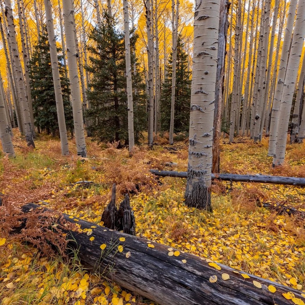 Aspen Nature Loop 3