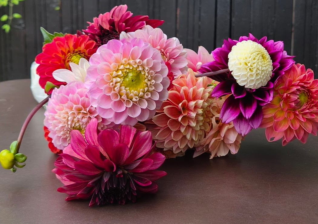 Dahlia District 3