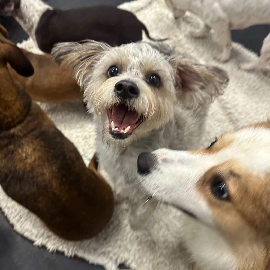 Dog Daycare Summer Activities 3