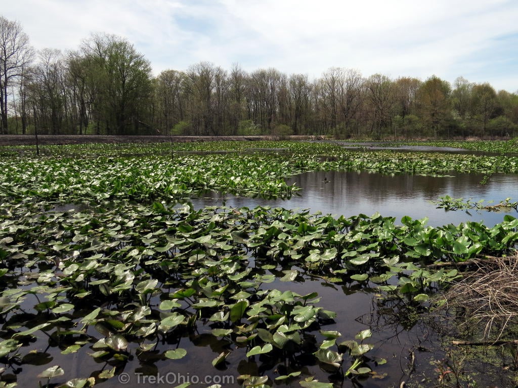 Tinkers Creek State Nature Preserve 3