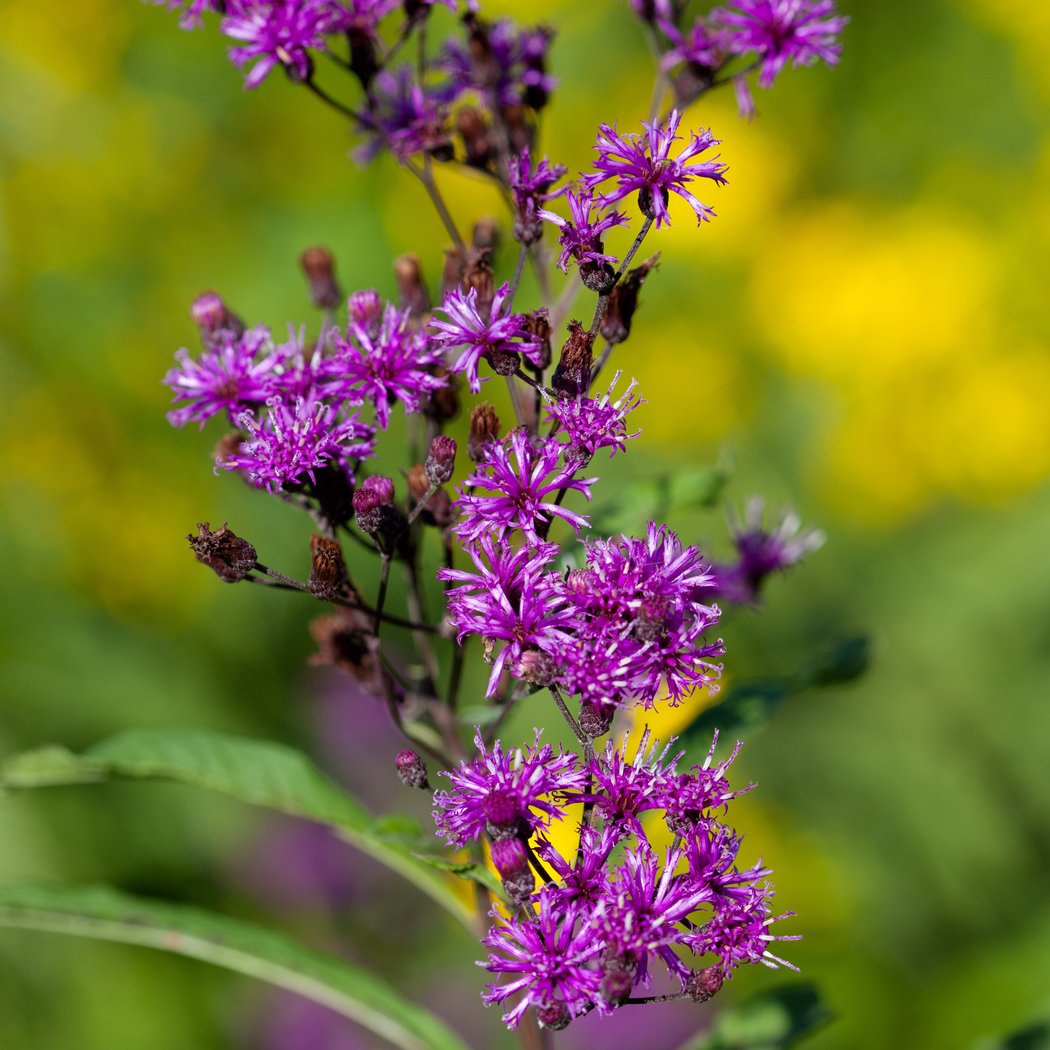Fall Wildflower Hike 1