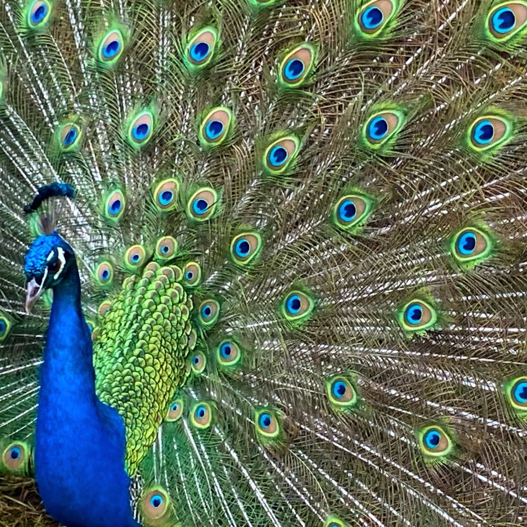 Zooparc de Trégomeur 2