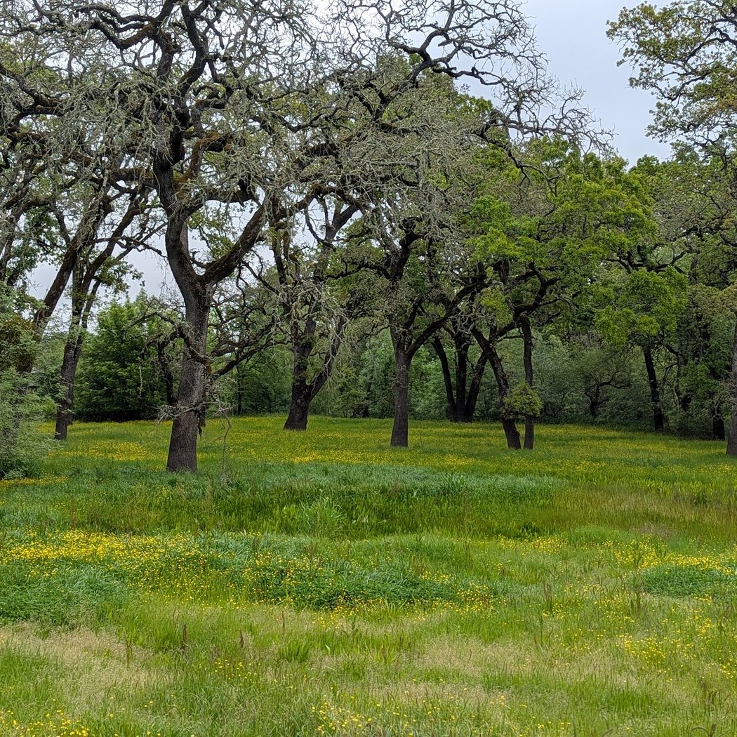 Tomodachi Park (Laguna de Santa Rosa Wetlands Preserve) 1