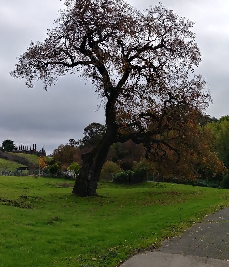 Ohlone Park 2