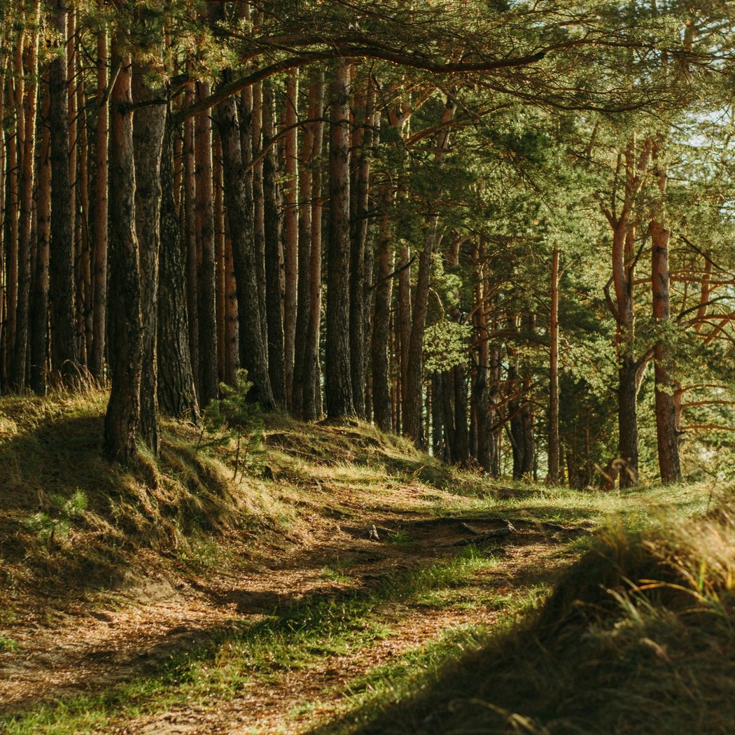 Sortie en forêt 1