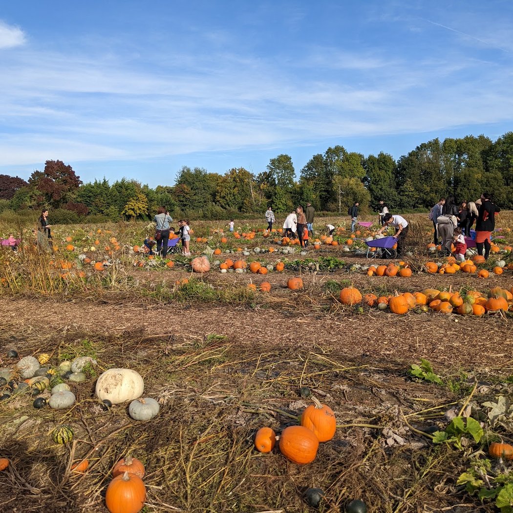 Pumpkin Picking Experience 1