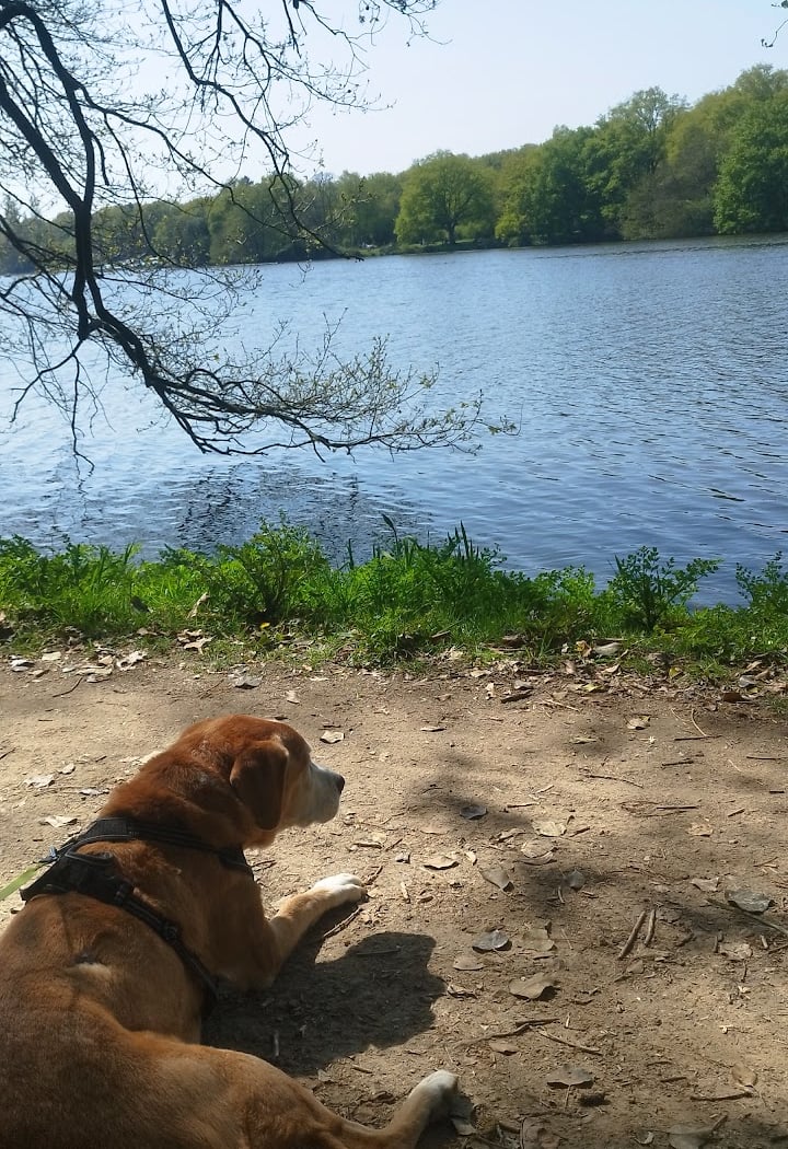 Ker Wouf - Pension canine - Dog sitting - Garde de chiens 3