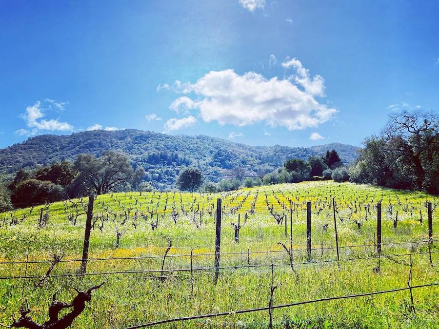 Coturri Winery (appointment only) 1