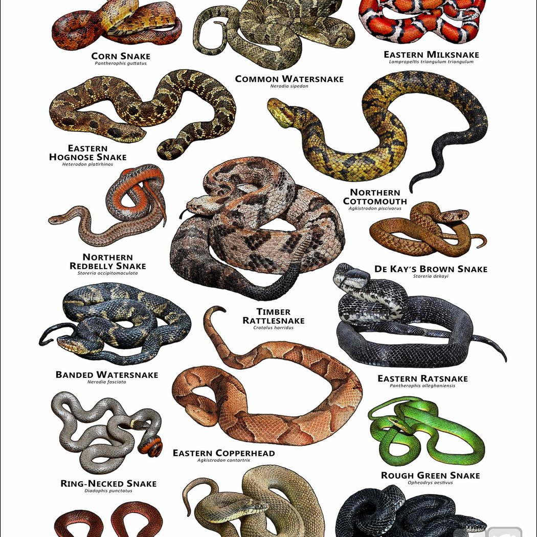 Snakes and Reptiles 1