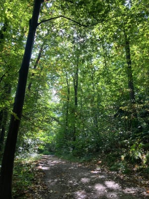 Bois de Clamart 3