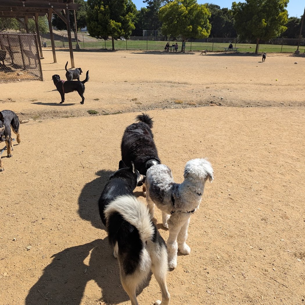Cipriani Dog Park 3