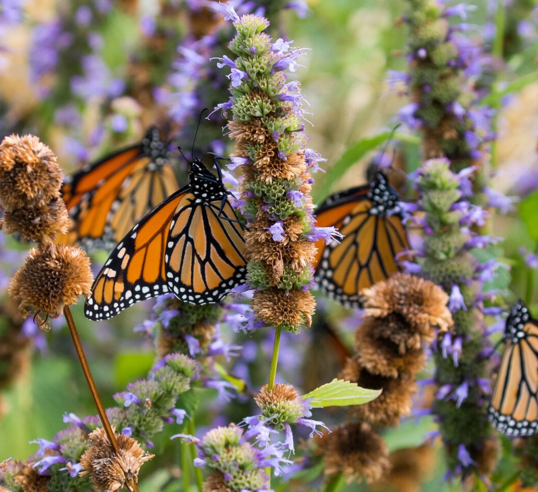 Pollination Celebration 1