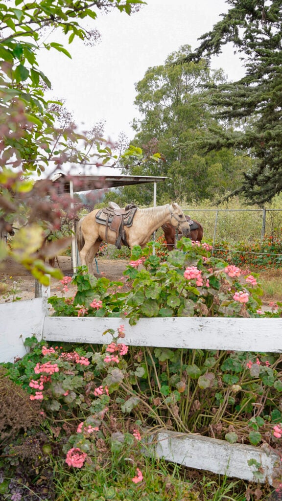 Sea Horse Ranch 2