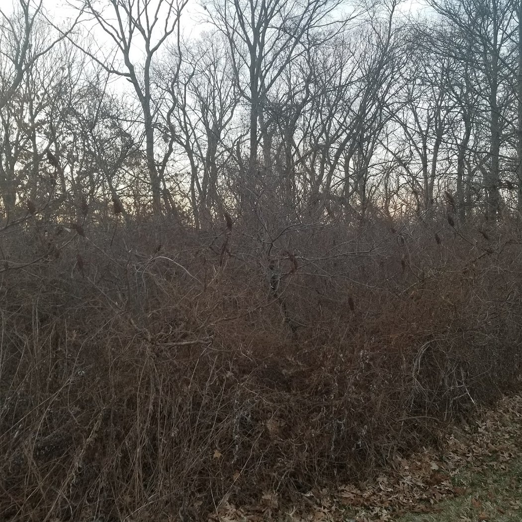 Bethpage Bikeway 2
