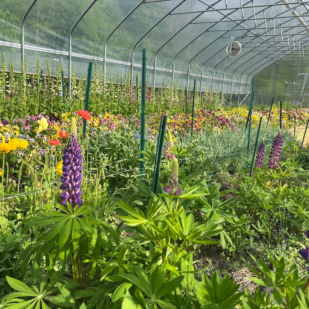 Downing Park Urban Farm 1