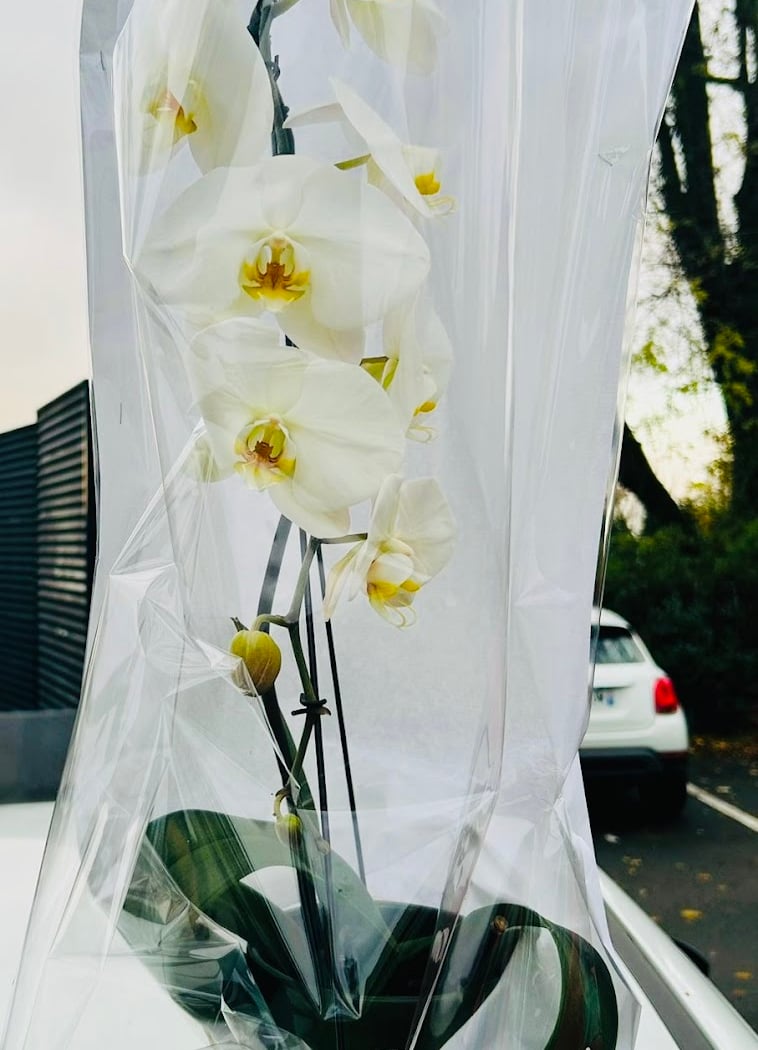 Le Jujubier | Fleuriste Meudon 2