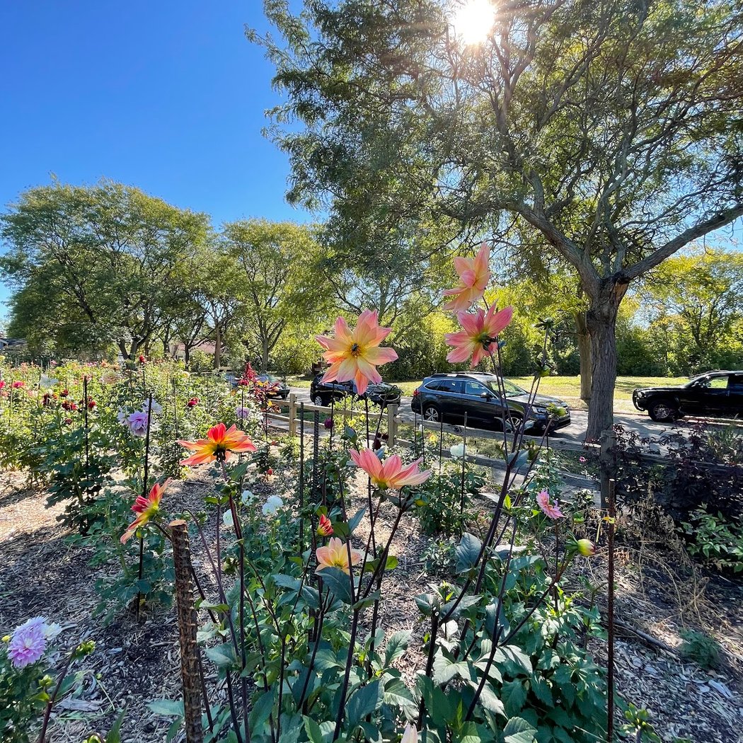 Dahlia Fest 2026 2
