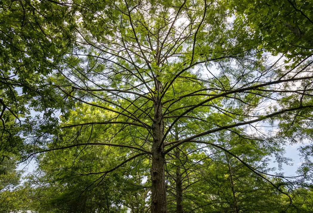 Under the Enchanted Trees: Moving with Art, Nature, and the Self 1