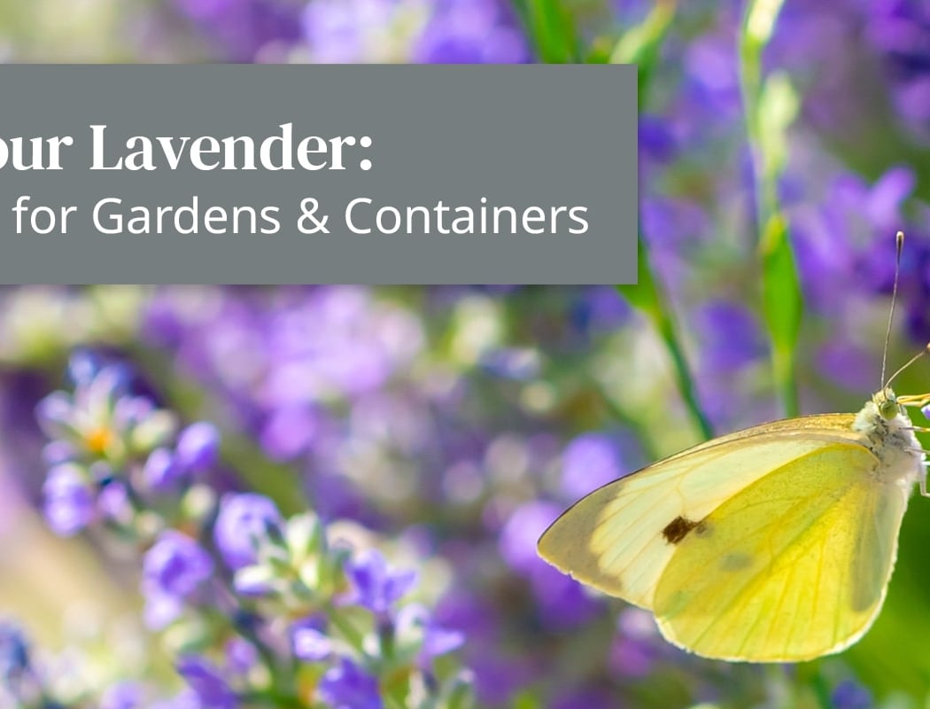 Lavender Selection and Care Class 1