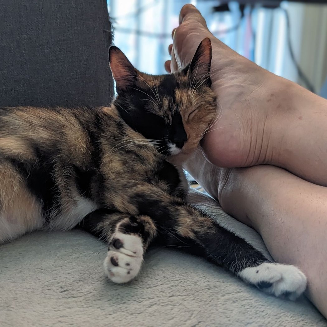 Humane Society Adoption Center 2