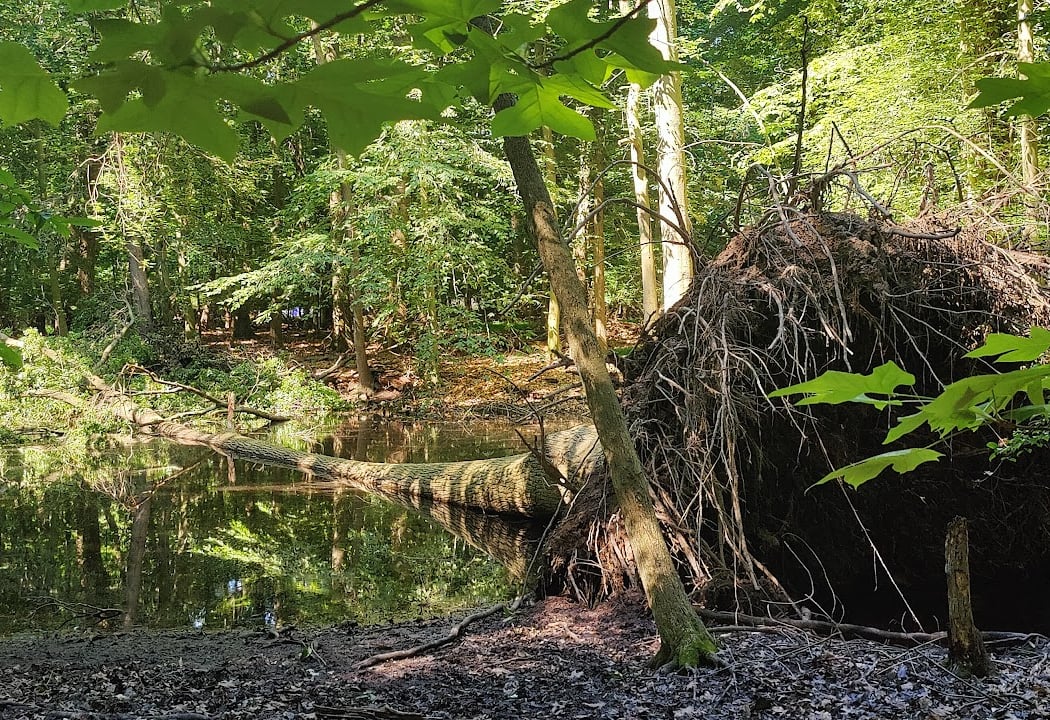 Emerson Woods Trail 3