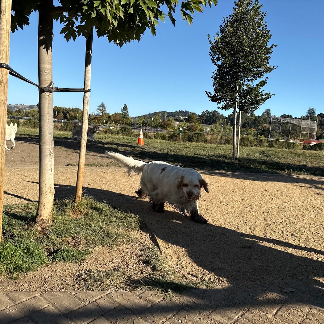 Dog Park | Piper Park 4