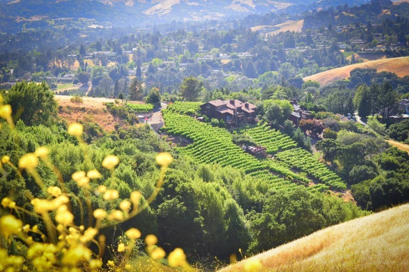 CAPTAIN VINEYARDS 2