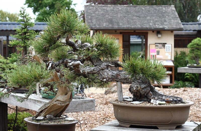 Bonsai Garden 1