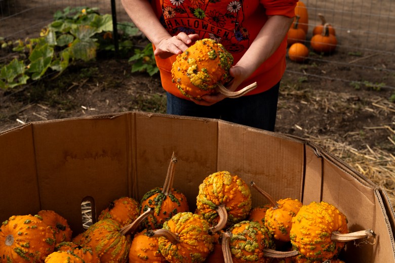 Pastorino's Pumpkin Farm 2