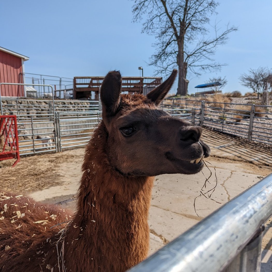 Bowers School Farm 3