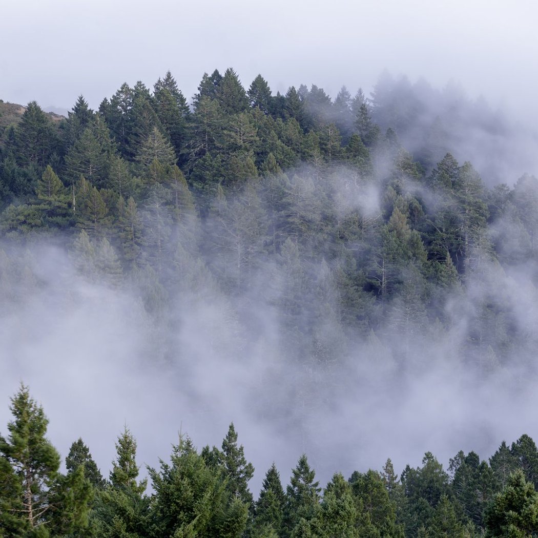 Mount Tamalpais State Park 1