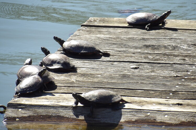 Turtle Walk 2