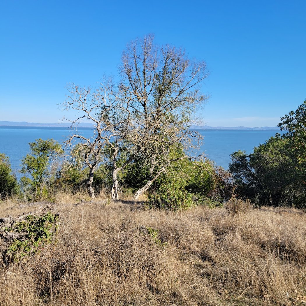 Peacock Gap Trl 2