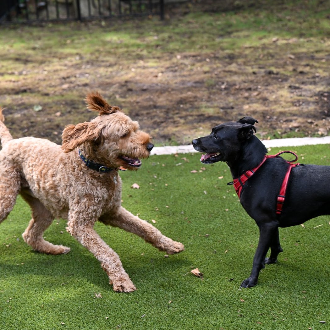 Frank Decolvenaere Dog Run 1