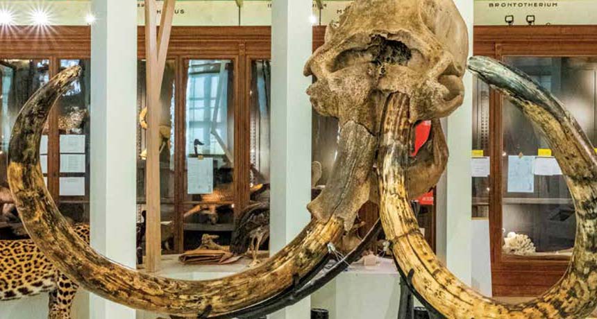 Natural History Museum of Marseille 3