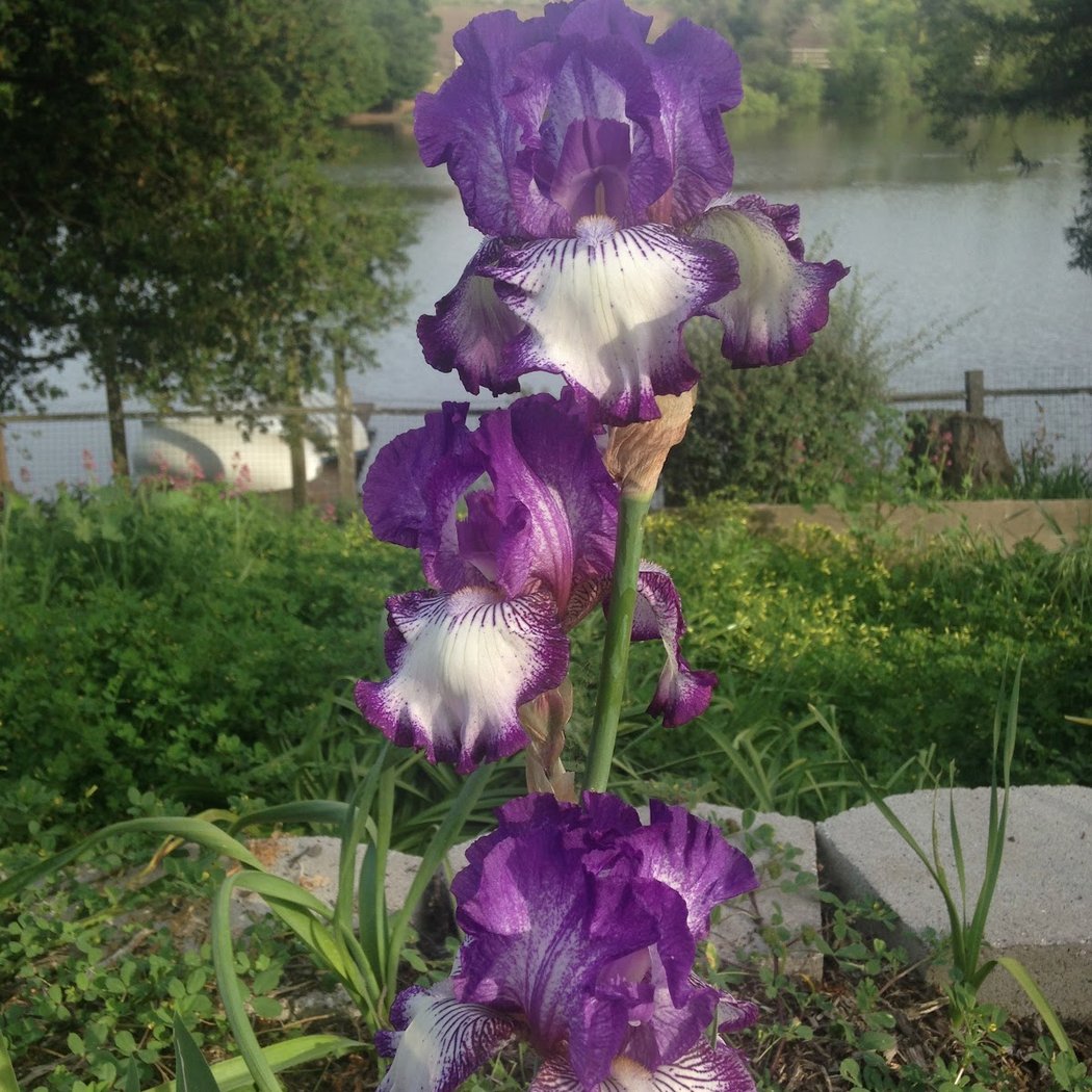 Monterey Bay Iris Society 3
