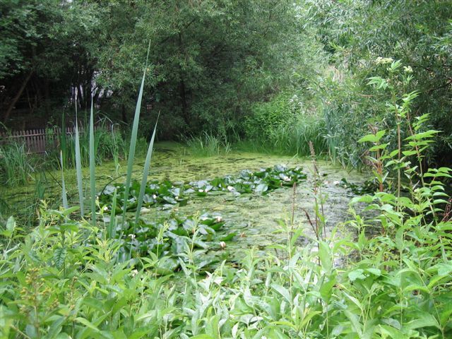 Pierre-Emmanuel naturel Garden 3