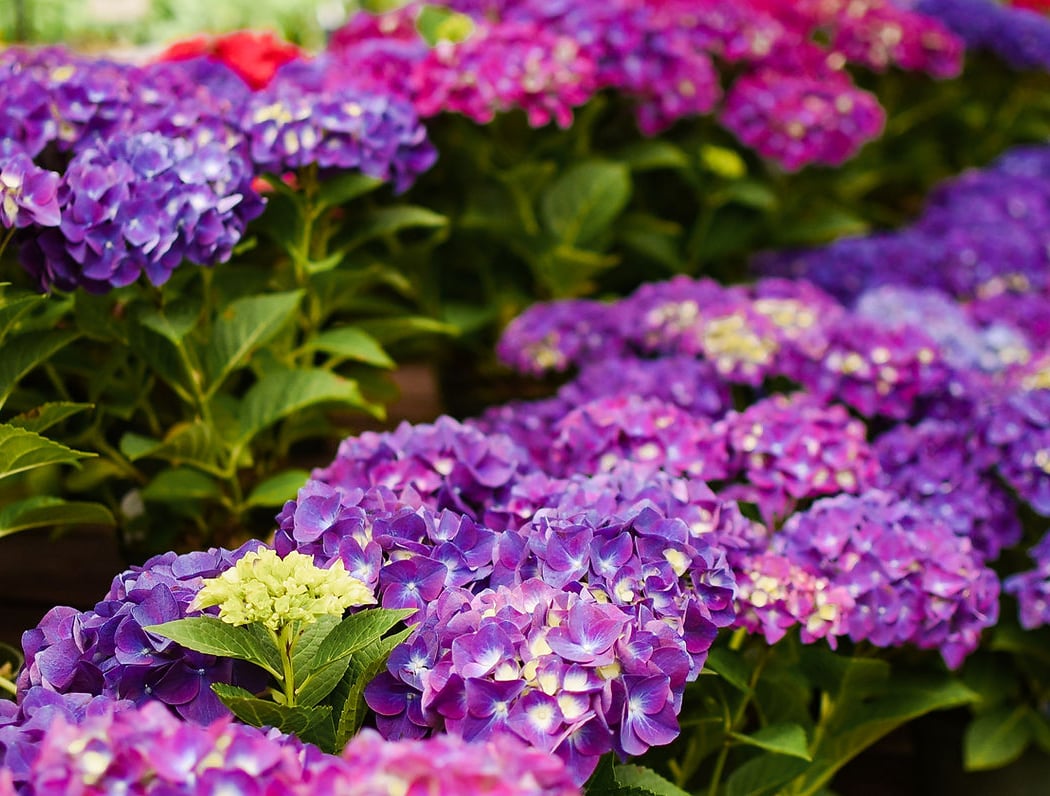 Half Moon Bay - Nursery 1