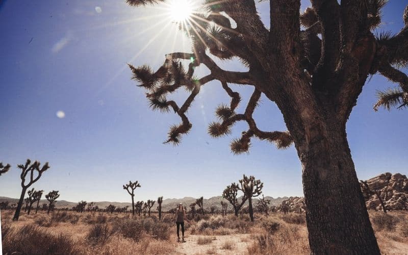 Joshua Tree National Park 3