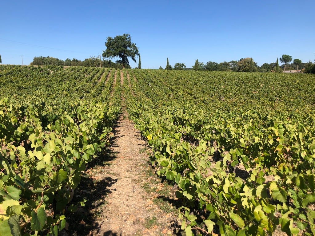 Le Clos de la Bidière 1