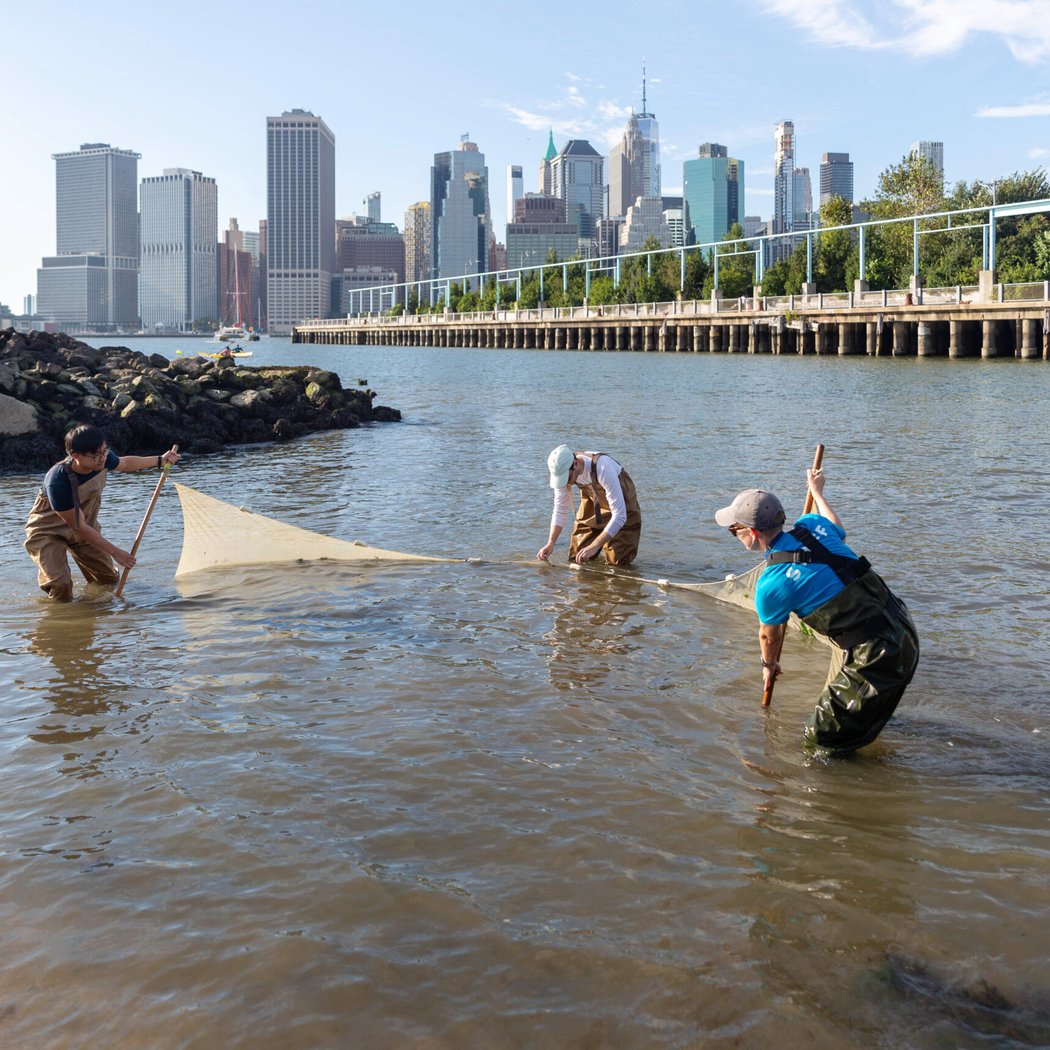 Discover the East River’s Amazing Biodiversity 1