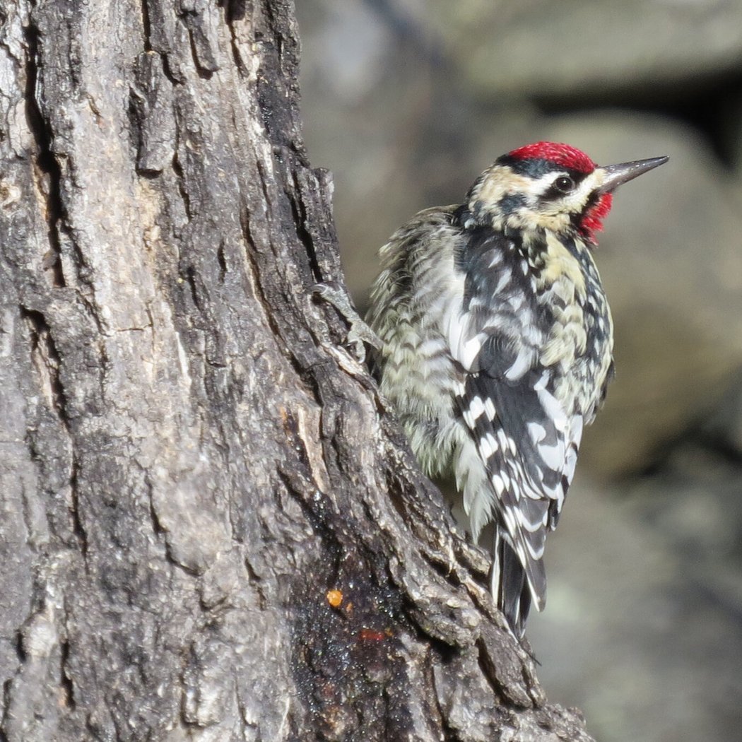 Boston Birding with Family