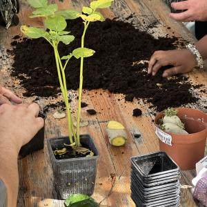 Ateliers de jardinage 1